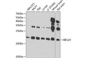 Western blot analysis of extracts of various cell lines, using EIF1AY antibody (ABIN6131913, ABIN6140019, ABIN6140020 and ABIN6220569) at 1:1000 dilution. (EIF1AY antibody  (AA 1-144))