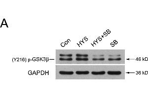 Western Blotting (WB) image for anti-Glyceraldehyde-3-Phosphate Dehydrogenase (GAPDH) antibody (ABIN2857072)