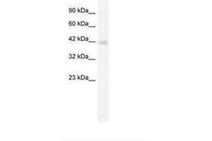 KCTD18 antibody  (AA 145-194)