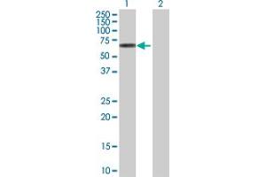 Western Blot analysis of GRB7 expression in transfected 293T cell line by GRB7 MaxPab polyclonal antibody. (GRB7 antibody  (AA 1-532))