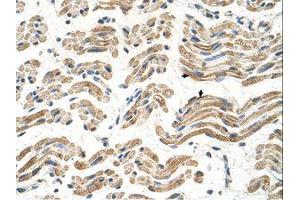 Image no. 1 for anti-Aldehyde Dehydrogenase 4 Family, Member A1 (ALDH4A1) (C-Term) antibody (ABIN320974) (ALDH4A1 antibody  (C-Term))