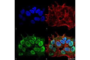 Immunocytochemistry/Immunofluorescence analysis using Mouse Anti-SHANK1/SHANK3 Monoclonal Antibody, Clone S367-51 . (SHANK3 antibody  (AA 538-626) (Atto 594))