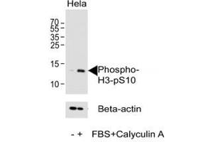 Western blot analysis of lysate from HeLa cell line using phospho-Histone H3 antibody at 1:1000.
