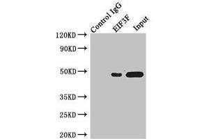 Immunoprecipitating EIF3F in Jurkat whole cell lysate Lane 1: Rabbit control IgG instead of (1 μg) instead of ABIN7152155 in Jurkat whole cell lysate. (EIF3F antibody  (AA 88-357))