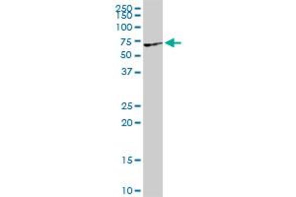 VRK2 antibody  (AA 1-508)