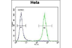 Flow cytometric analysis of Hela cells (right histogram) compared to a negative control cell (left histogram). (WFDC1 antibody  (C-Term))