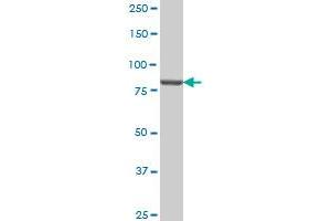 PIK3R1 antibody  (AA 1-454)