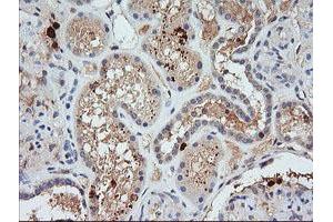 Image no. 1 for anti-Kallikrein 8 (KLK8) antibody (ABIN1498966) (Kallikrein 8 antibody)