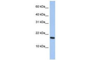 ARL5A anticorps  (AA 107-156)