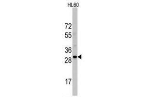 Image no. 2 for anti-Ribosomal Protein S6 (RPS6) (N-Term) antibody (ABIN357338) (RPS6 antibody  (N-Term))