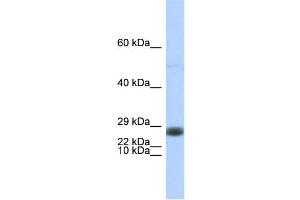 WB Suggested Anti-EDF1 Antibody Titration:  0. (EDF1 antibody  (Middle Region))