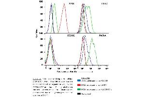 Flow Cytometry (FACS) image for anti-Chemokine (C-X-C Motif) Receptor 4 (CXCR4) (N-Term) antibody (ABIN2779387)