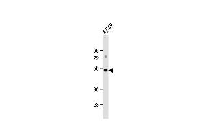 Anti-GSK3A Antibody  at 1:1000 dilution + A549 whole cell lysate Lysates/proteins at 20 μg per lane. (GSK3 alpha antibody  (C-Term))
