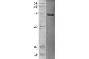 Validation with Western Blot