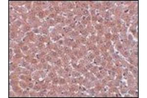 Immunohistochemistry of JMJD2A in rat liver tissue with this product at 5 μg/ml.