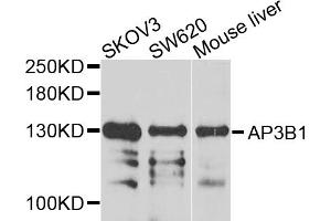 Western blot analysis of extracts of various cell lines, using AP3B1 antibody (ABIN5975078) at 1/1000 dilution. (AP3B1 antibody)