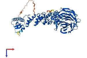 Kelch-Like 24 Protein (KLHL24) (AA 1-600) (His tag)