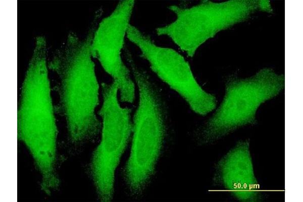 C9orf6 antibody  (AA 1-181)