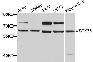 Western blot analysis of extracts of various cell lines, using STK38 antibody (ABIN5974655) at 1/1000 dilution. (STK38 antibody)