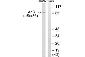 Western Blotting (WB) image for anti-Aryl Hydrocarbon Receptor (AHR) (pSer36) antibody (ABIN1847329) (Aryl Hydrocarbon Receptor antibody  (pSer36))