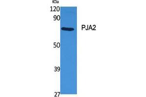 Western Blot (WB) analysis of specific cells using PJA2 Polyclonal Antibody.