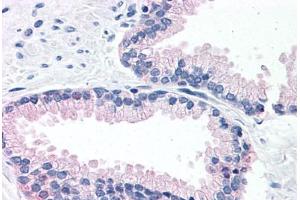 Anti-LOXL2 antibody  ABIN960790 IHC staining of human prostate. (LOXL2 antibody  (N-Term))