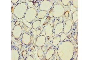 Immunohistochemistry of paraffin-embedded human thyroid tissue using ABIN7172162 at dilution of 1:100 (TPO (AA 19-846) antibody)