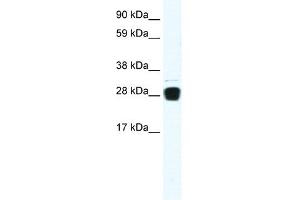 WB Suggested Anti-TNFSF12 Antibody Titration:  0.