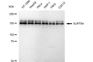 Western blotting analysis using SUPT5H antibody (ABIN7800586).