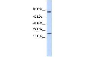 Western Blotting (WB) image for anti-Keratin Associated Protein 11-1 (KRTAP11-1) antibody (ABIN2458974) (KRTAP11-1 antibody)
