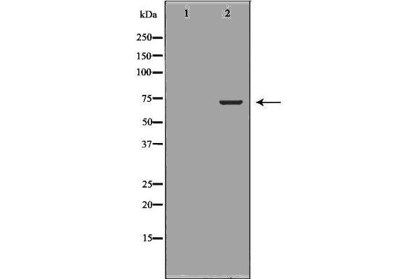 BIRC2 antibody  (C-Term)