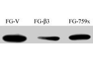 FG Pancreatic Carcinoma Cell Lines stably expressing vector along (FG-V) the beta3 integrin subunit (FG-beta3) or a beta3 truncation mutant (FG-759x) . (Src antibody)