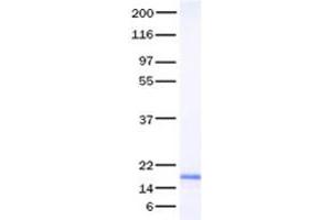 Validation with Western Blot (FIL1d Protein (Transcript Variant 2))