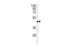 ADH1C Antibody (Center) (ABIN651725 and ABIN2840376) western blot analysis in T47D cell line lysates (35 μg/lane). (ADH1C antibody  (AA 231-260))