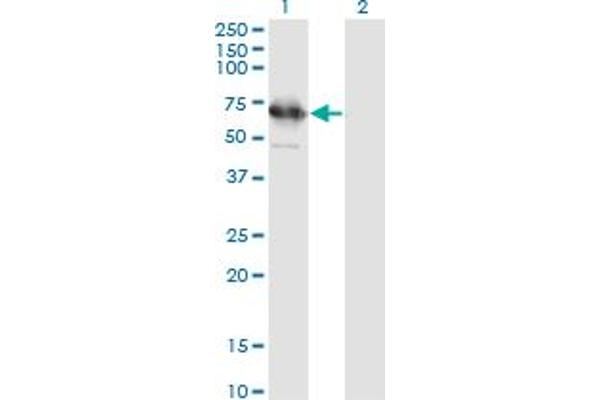 TSKS antibody  (AA 471-560)