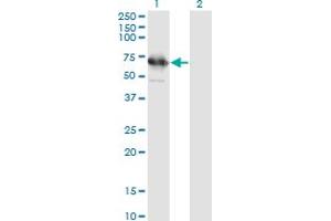 Western Blot analysis of TSKS expression in transfected 293T cell line by TSKS monoclonal antibody (M01), clone 2E9. (TSKS antibody  (AA 471-560))