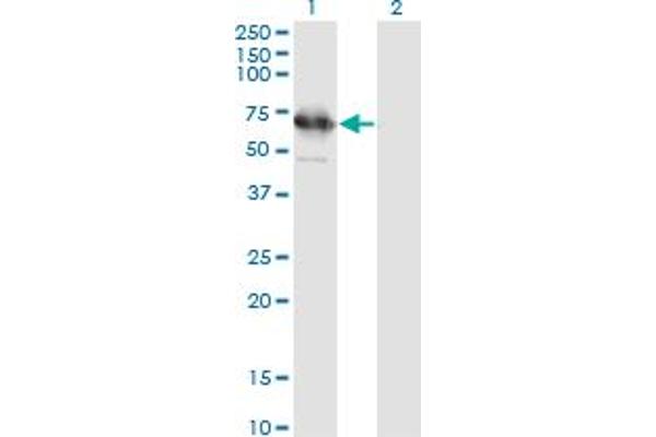 TSKS anticorps  (AA 471-560)