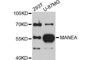 Western blot analysis of extracts of various cell lines, using MANEA antibody (ABIN5998166) at 1/1000 dilution. (MANEA antibody)