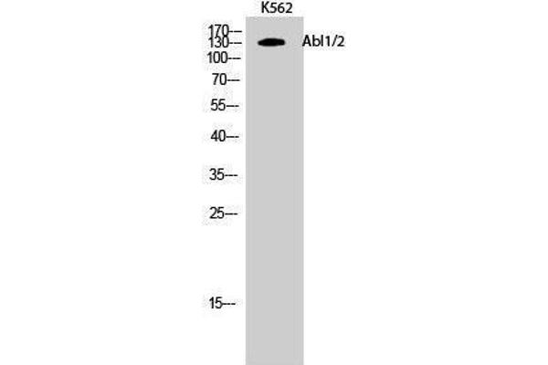 ABL1/2 antibody  (Lys5)