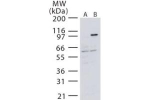 Image no. 1 for anti-Mitogen-Activated Protein Kinase Kinase Kinase 14 (MAP3K14) (AA 687-703) antibody (ABIN208659) (MAP3K14 antibody  (AA 687-703))