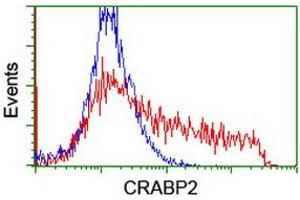 Image no. 4 for anti-Cellular Retinoic Acid Binding Protein 2 (CRABP2) antibody (ABIN1497620) (CRABP2 antibody)
