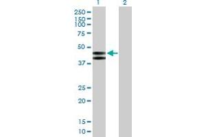 Western Blot analysis of PLA1A expression in transfected 293T cell line by PLA1A MaxPab polyclonal antibody. (PLA1A antibody  (AA 1-456))