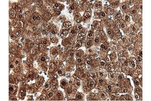 Image no. 12 for anti-5'-Nucleotidase Domain Containing 1 (NT5DC1) antibody (ABIN1499837) (NT5DC1 antibody)