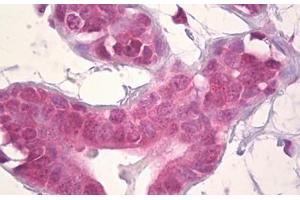 Anti-DLX5 antibody IHC staining of human breast, epithelium. (DLX5 antibody  (AA 91-140))