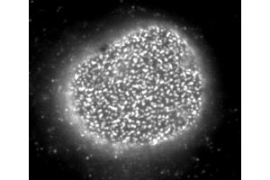 Immunofluorescence (IF) image for anti-Nucleoporin 153kDa (NUP153) (AA 610-1191) antibody (ABIN2452062)