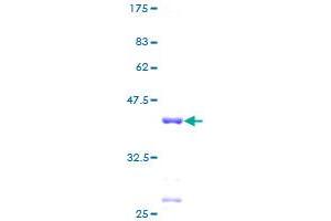 RPL30 Protein (AA 1-115) (GST tag)
