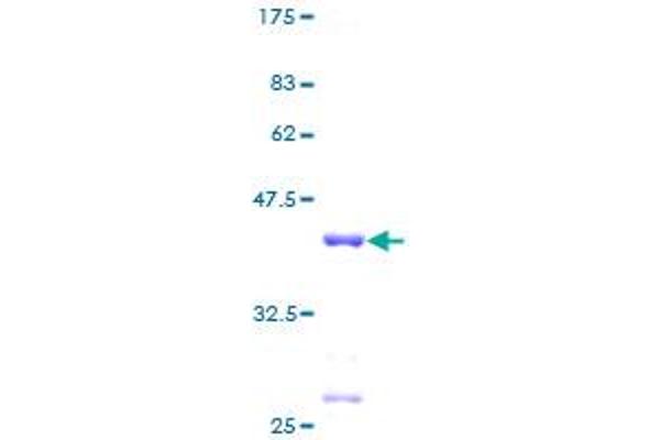 RPL30 Protein (AA 1-115) (GST tag)