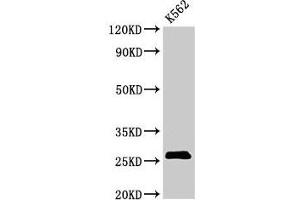 Western Blot Positive WB detected in: K562 whoel cell lysate All lanes: SPCS2 antibody at 3 μg/mL Secondary Goat polyclonal to rabbit IgG at 1/50000 dilution Predicted band size: 26 kDa Observed band size: 26 kDa (SPCS2 antibody  (AA 7-86))