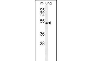 ELL Antibody (C-term) (ABIN654130 and ABIN2844004) western blot analysis in mouse lung tissue lysates (35 μg/lane). (ELL antibody  (C-Term))