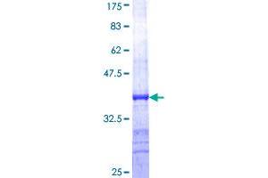 STXBP1 Protein (AA 74-168) (GST tag)